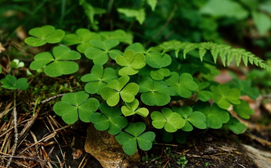 Biljka koja će vam mnogo valjati u vrtu: Više vam neće biti potrebna ograda