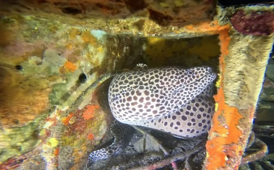 Kakve tajne krije morsko dno u ponoć? Ronilac vidio nevjerovatna stvorenja