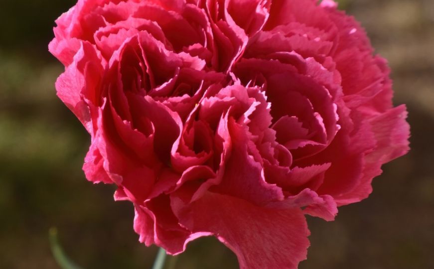 Cvijet jasnog značenja: Zašto je karanfil tradicionalni poklon za 8. mart?