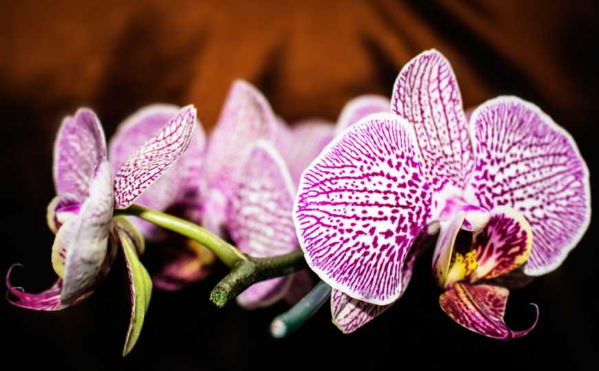 Stručnjakinja otkriva trik za orhideje: Uradite ovo i neće prestati cvjetati