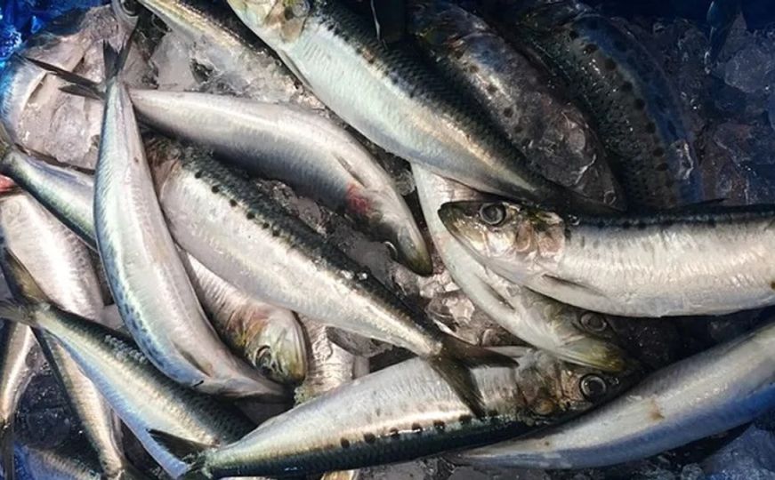 Ovo su 4 najzdravije vrste ribe: Treća na listi je najpovoljnija i smanjuje loš holesterol