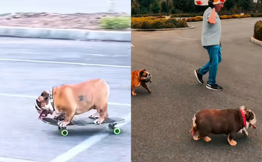 Buldog Chowder viralna zvijezda TikToka: Vlasnici nisu ni slutili kakve talente ima