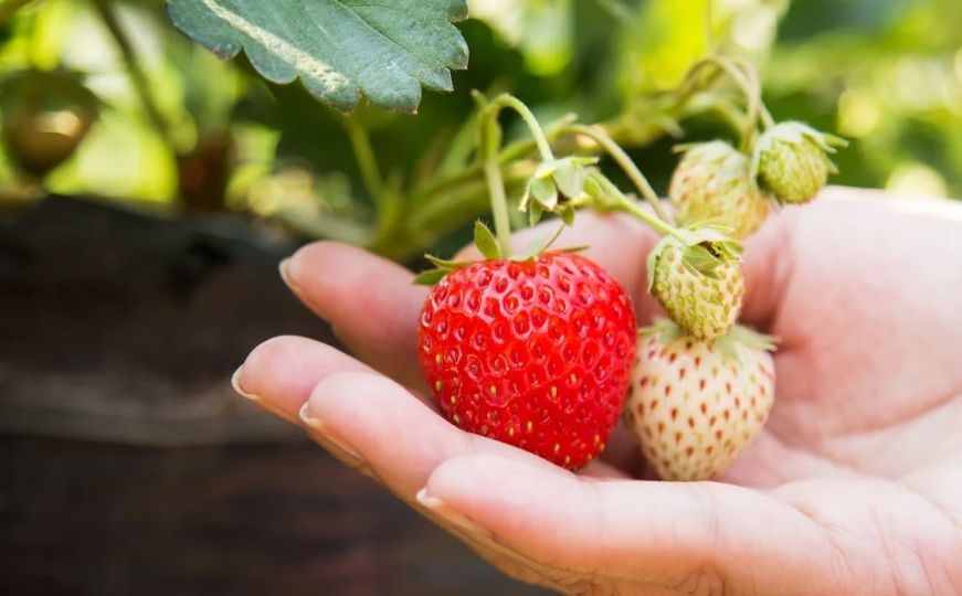Idealan trenutak za sadnju jagoda: Uradite to sada i biljka će vam roditi do 1 kg plodova