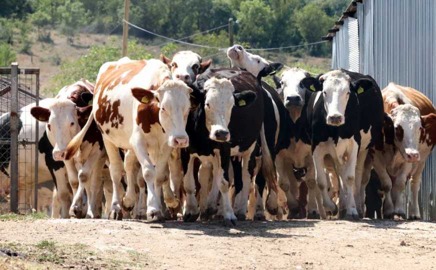 BiH zabranila uvoz specifičnih pošiljki iz određenih zemalja EU: Prijeti opasna bolest