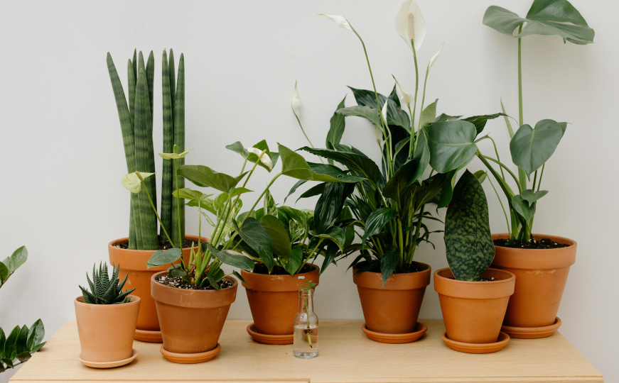 Vaši ljiljani mogu cvjetati bujnije i duže: Tajna je u ova tri sastojka iz kuhinje