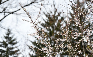 Priroda se budi: Došlo je proljeće, znate li zašto godinama dolazi dan ranije?
