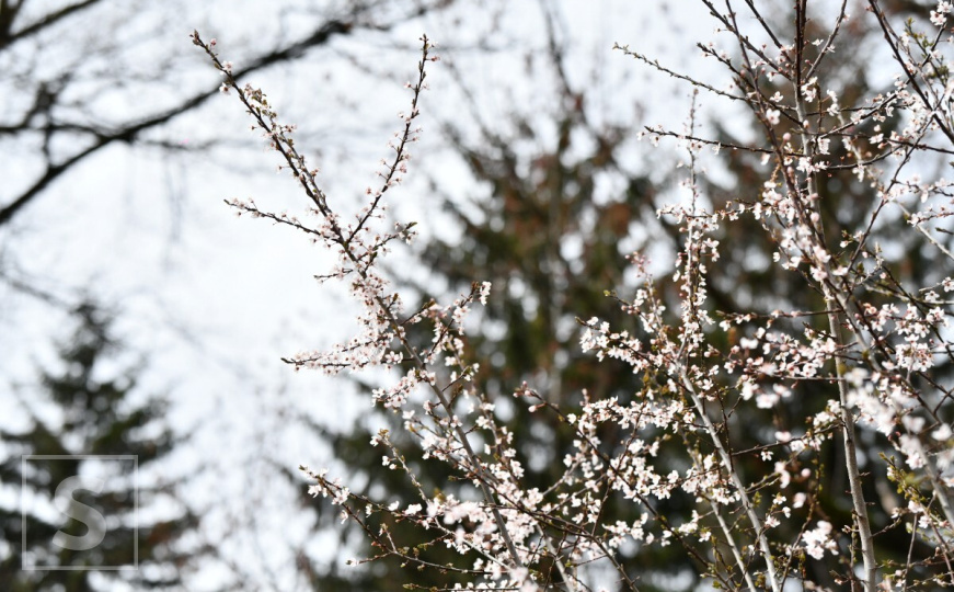 Priroda se budi: Došlo je proljeće, znate li zašto godinama dolazi dan ranije?