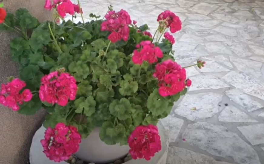 Dodatak živopisnih boja u vašem vrtu: Kako pravilno posaditi pelargonije?