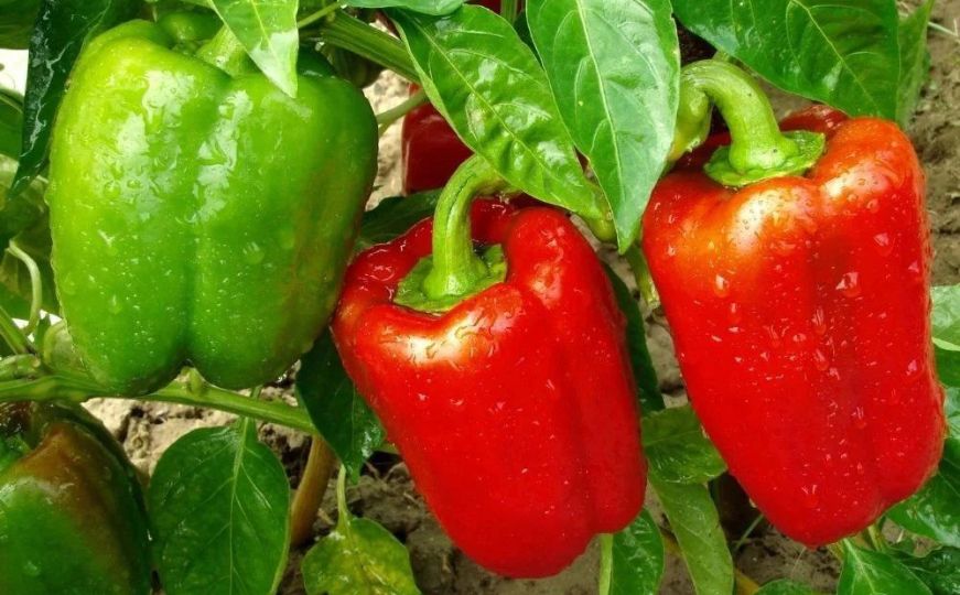 Mali trik koji rijetki znaju: Zalijte mlade paprike ovim rastvorom i rodiće kao nikad prije