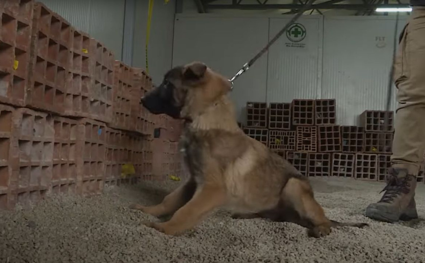 Stručnjaci iz BiH i psi za detekciju mina pomažu u deminiranju Ukrajine