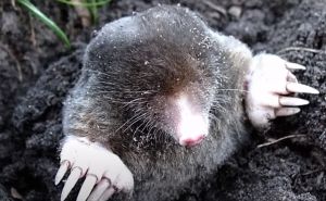 Prirodna metoda koja će spasiti vašu baštu: Uradite ovo i krtice će pobjeći glavom bez obzira