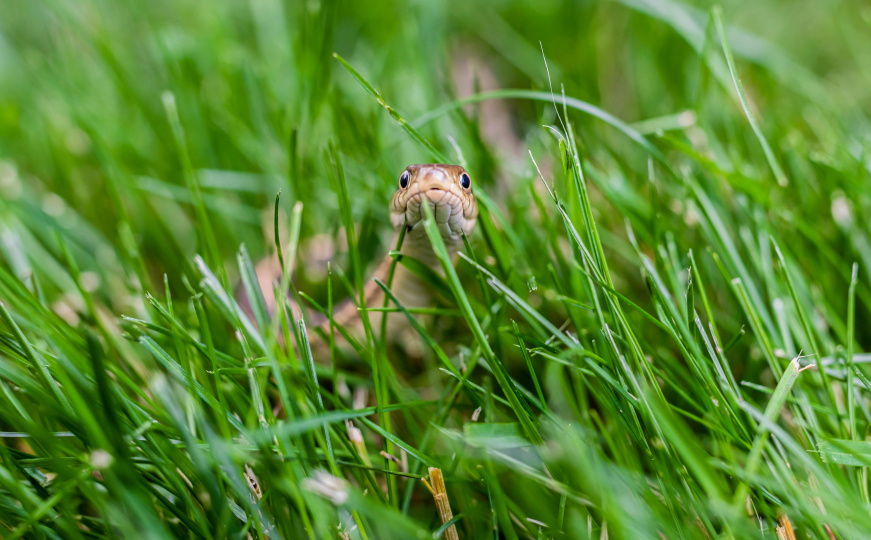 Ako ne volite zmije, ova životinja će vam postati omiljeni saveznik u dvorištu