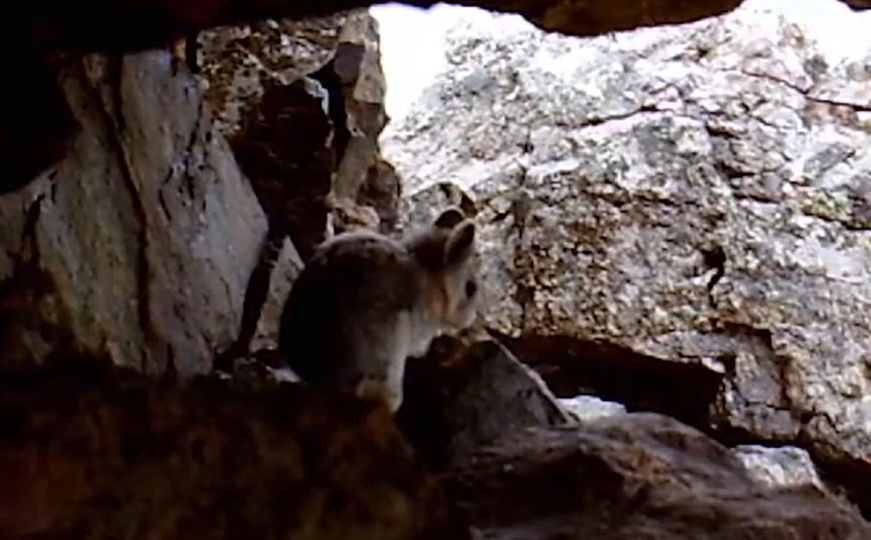 Vrsta slađa od pande kojoj prijeti izumiranje: Znate li za kineskog 'magičnog zeca'?