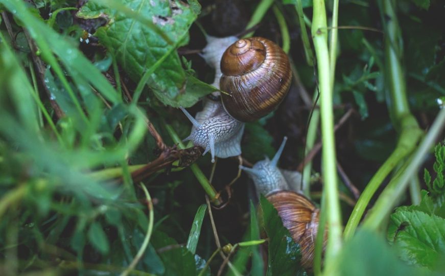 Puževi napadaju vaše biljke? Stručnjaci otkrili kako da ih držite dalje od vašeg vrta