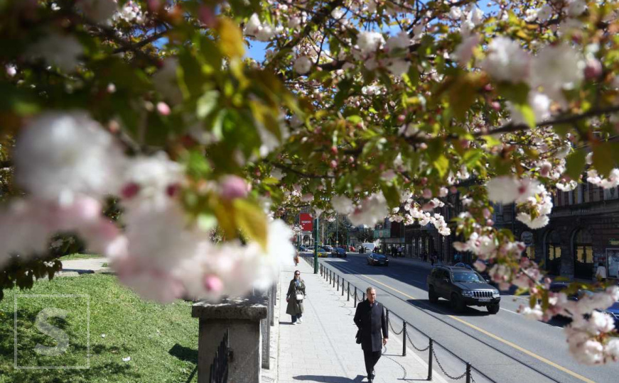 Proljeće u Sarajevu: Glavni grad BiH 'procvjetao', pogledajte fotografije