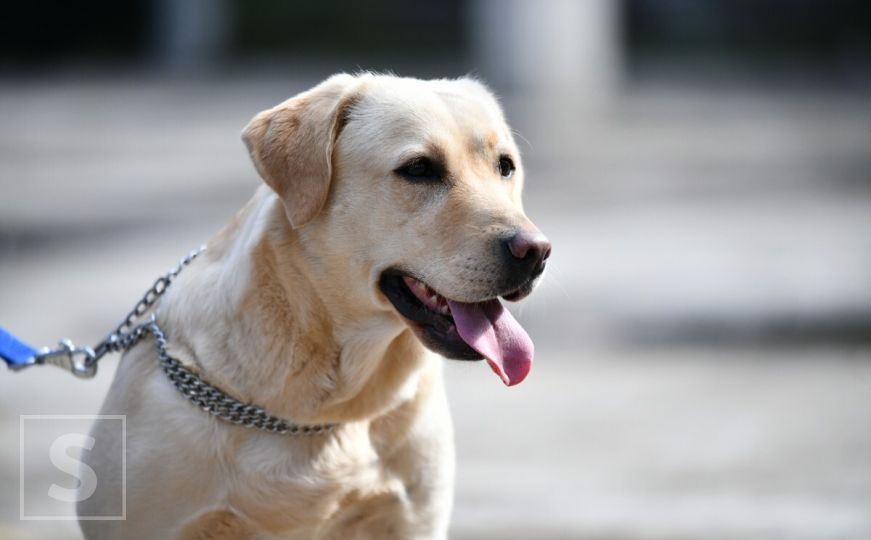 Pseći nutricionist savjetuje: Ovaj začin je ono što vašem ljubimcu treba u prehrani