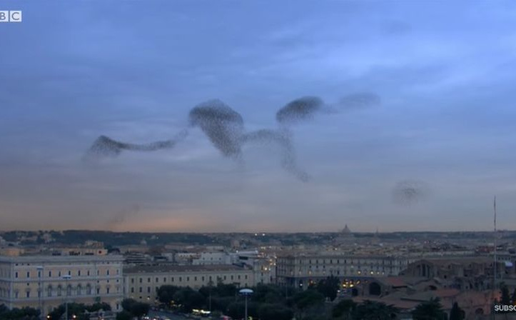 Gradovi su bili puni ovih ptica, a sad ih odjednom nema: 'Imamo razloga za zabrinutost'