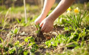 Vrtlar upozorava na trik koji bi mogao uništiti vaš vrt: "Bolje se vratiti isprobanim metodama"