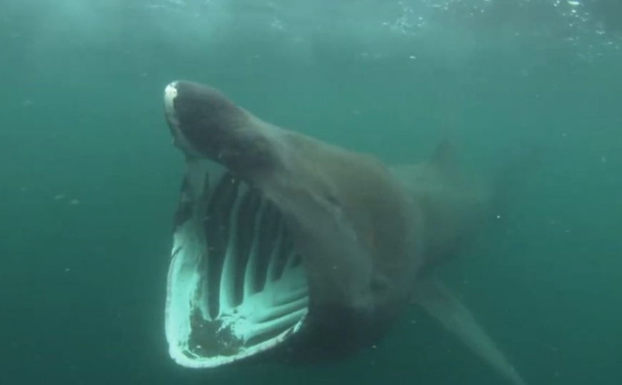 Ogromna morska neman snimljena u Hrvatskoj: Može narasti i do 10 metara dužine