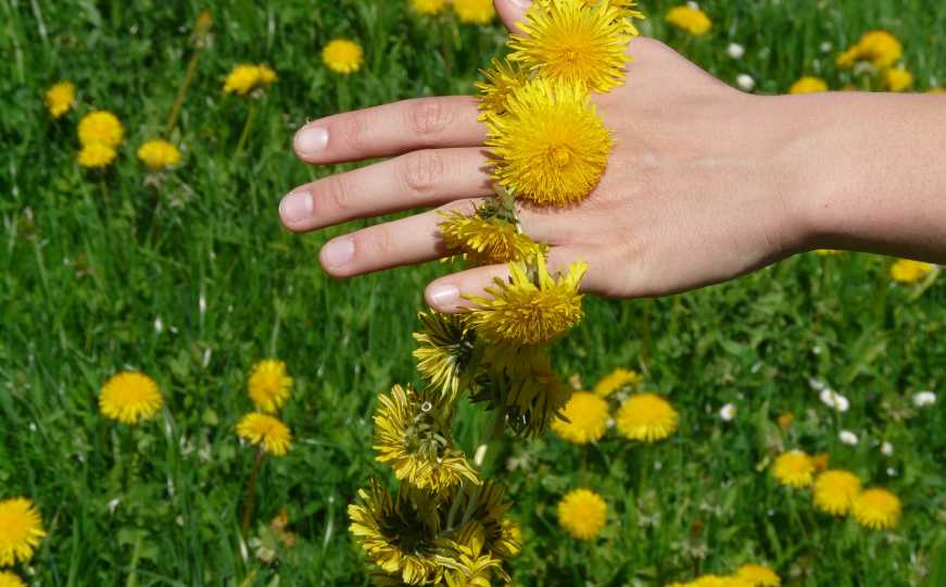 Maslačak jeste lijep prizor: Mnogi ne znaju koliku štetu može napraviti vašem travnjaku