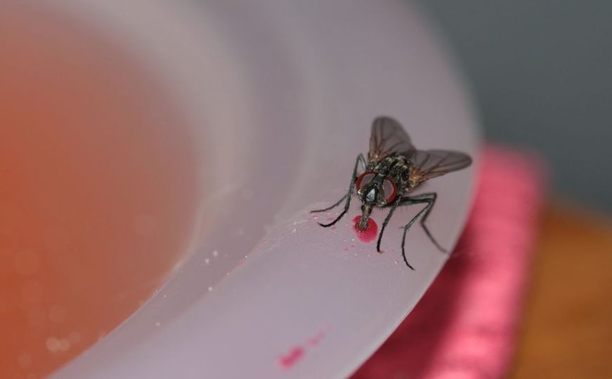 Nerviraju vas muhe? Postavite ovu biljku i više nećete imati problem sa insektima