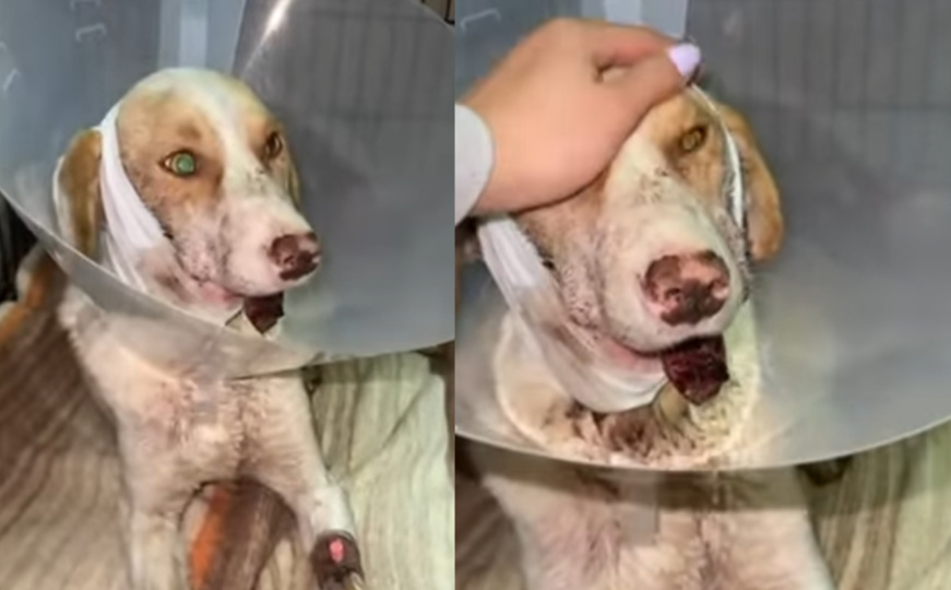 Zvjerstvo u Prijedoru: Hrabri pas Umut kojem su pucali u usta ide na operaciju u Italiju