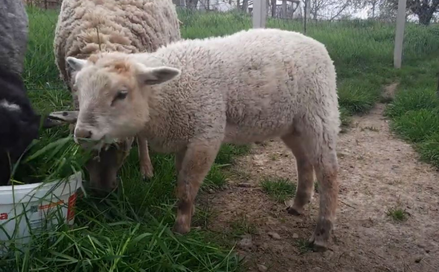 "Bijeli ovcokoz ili kovca": U Hrvatskoj na svijet došao križanac ovce i koze