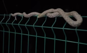 Izazvala nelagodu: Građani u BiH snimili zmiju dugu više od metar pored šetališta