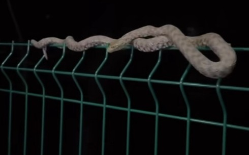 Izazvala nelagodu: Građani u BiH snimili zmiju dugu više od metar pored šetališta