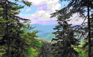 Nakon 16 godina čekanja: Fondacija ACT traži hitno usvajanje Zakona o šumama FBiH