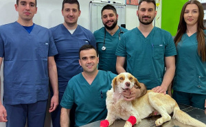 Veterinari operisali brutalnog ranjenog psa: Još uvijek je u teškom stanju