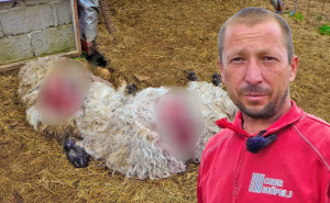 Stanovnici sela u BiH u strahu i šoku: Medvjed upao u tor i napravio pokolj među ovcama