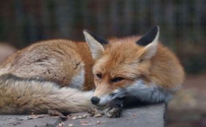 Skupljaju vam se lisice u vrtu? Ovo su ekološki prihvatljivi načini da ih otjerate