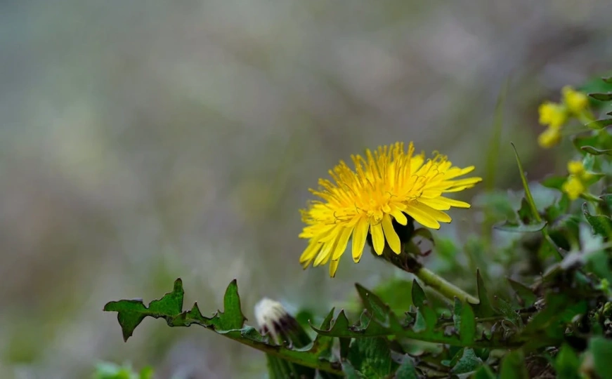 Proljetne pripreme: Uradite ovo i riješite se maslačka i korova iz vaše bašte