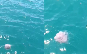 'Neželjeni gost': U Neumu blizu plaže snimljena meduza