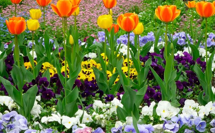 April je ključni mjesec za sadnju biljaka: Požurite i pripremite svoj vrt za ljeto