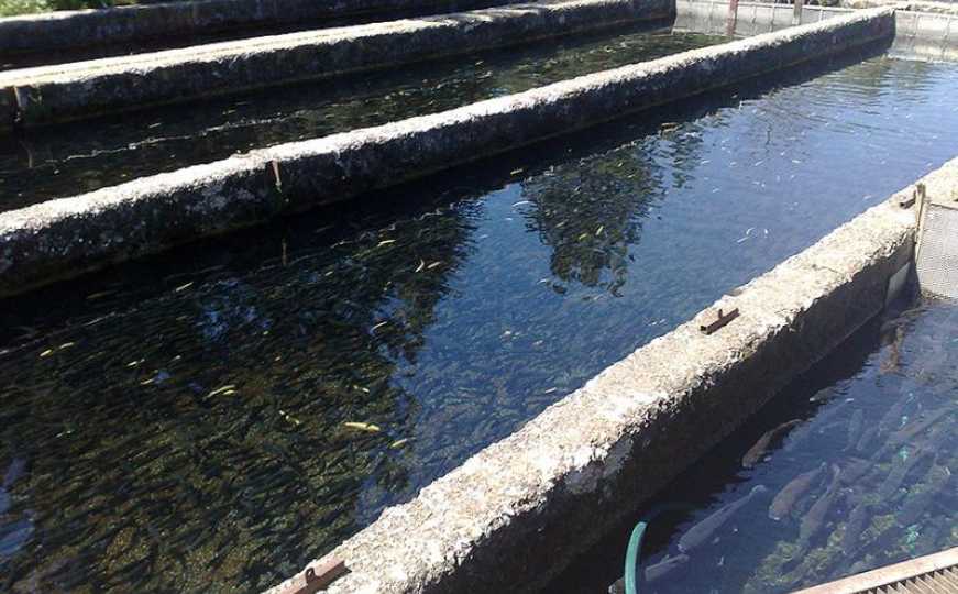 Napravite ribnjak u vlastitom vrtu: Pomozite ekosistemu