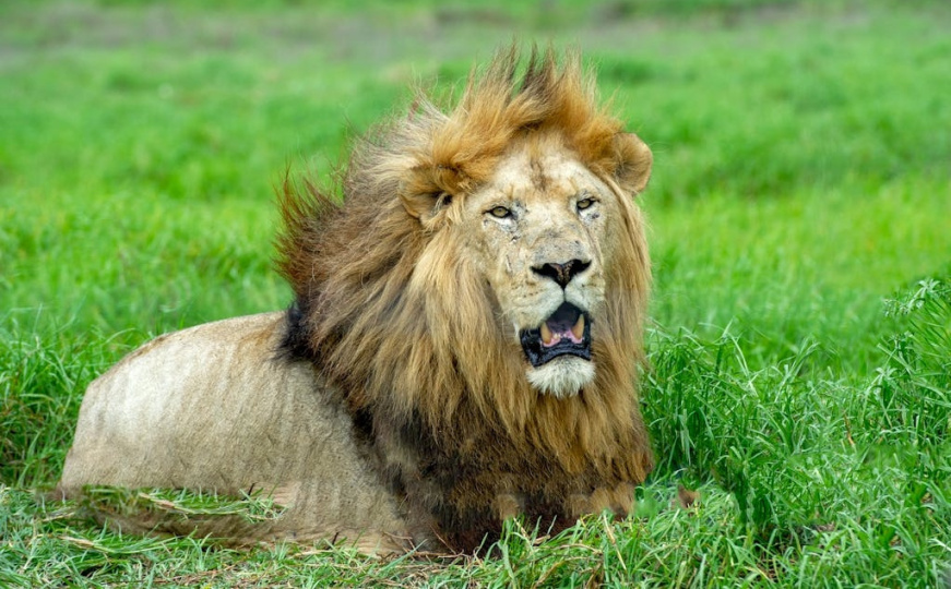 Horor u Keniji: Lav ubio djevojčicu (14). Slon ubio muškarca dva dana ranije