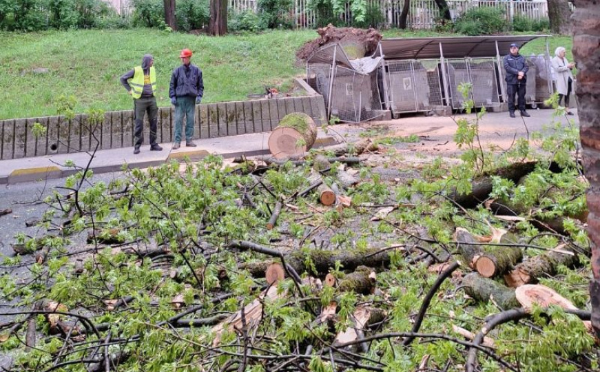 Izbjegnuta tragedija: Stablo se srušilo na ulicu u centru Sarajeva i blokiralo put