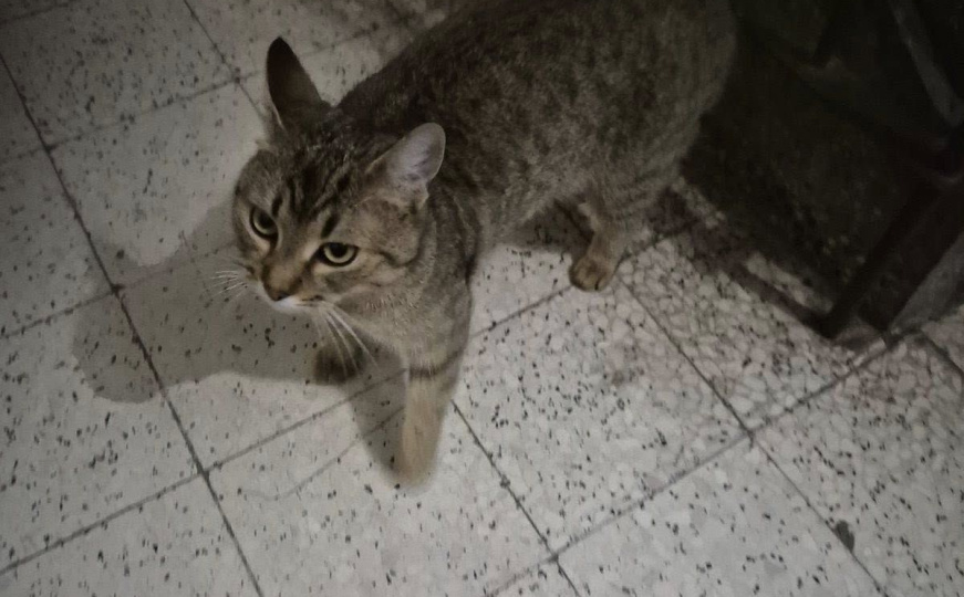 Lijepe vijesti iz Sarajeva: Civilna zaštita spasila macu zarobljenu nakon asfaltiranja ulice