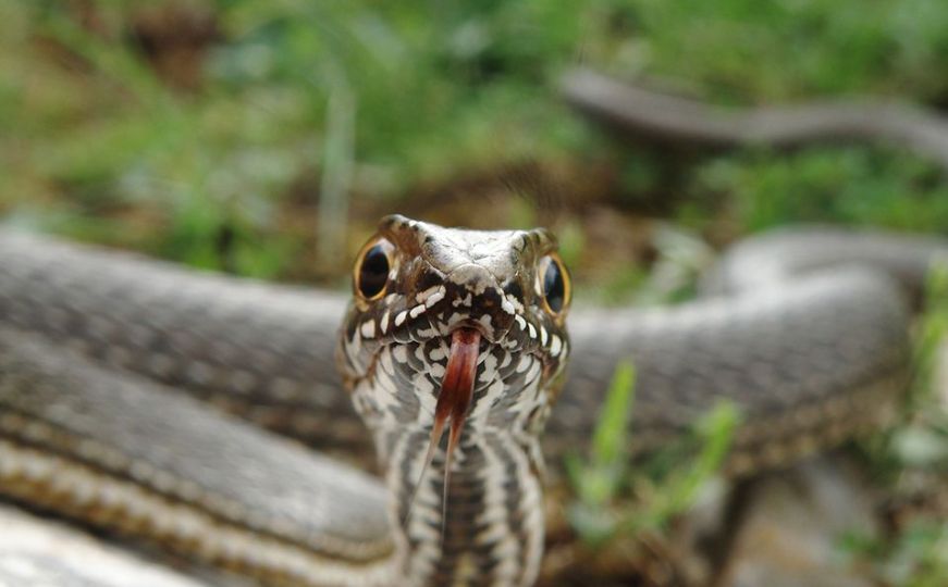 Riješite se nepoželjnih 'gostiju' iz dvorišta: Ovaj 'čudotvorni prah' će otjerati zmije umjesto vas