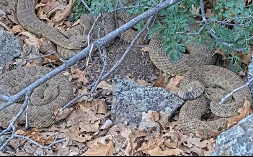 Snimak koji ledi krv u žilama: Oko 2.000 zvečarki napušta veliku jazbinu