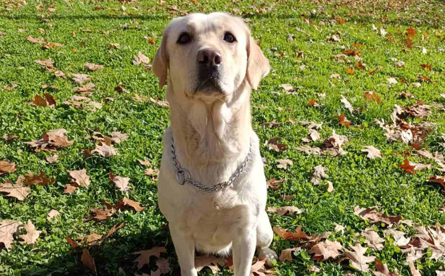 'Zovem se Ela i ponekad znam više od GPS-a': Upoznajte herojskog psa iz GSS-a Sarajevo