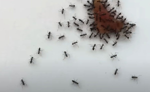 Jednostavan način da se riješite mrava: Kombinacija dva prirodna sastojka će ih odmah otjerati