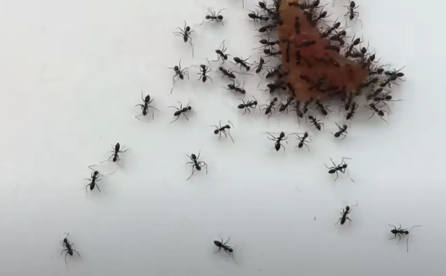 Jednostavan način da se riješite mrava: Kombinacija dva prirodna sastojka će ih odmah otjerati