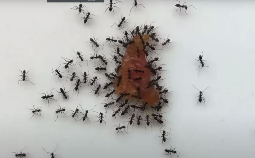 Pojavljuju vam se mravi u kući? Stručnjaci savjetuju da ovo napravite kako bi taj problem riješili