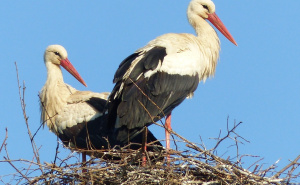 Čudesne i čarobne vijesti: Imamo aktivno gnijezdo roda u Sarajevu!