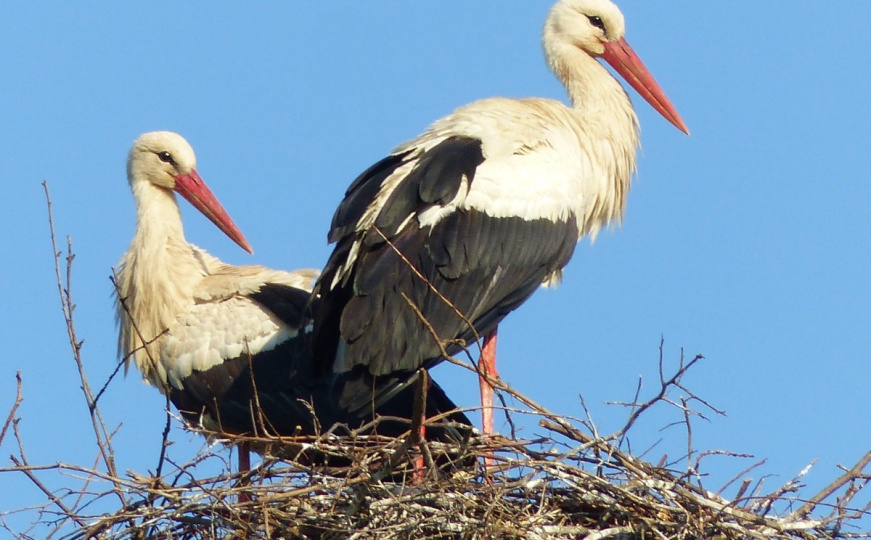 Čudesne i čarobne vijesti: Imamo aktivno gnijezdo roda u Sarajevu!