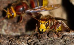 Insekti kojih se svi plaše: Sve što trebate znati o stršljenovima