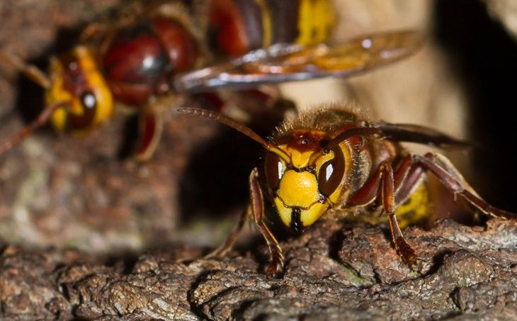 Insekti kojih se svi plaše: Sve što trebate znati o stršljenovima